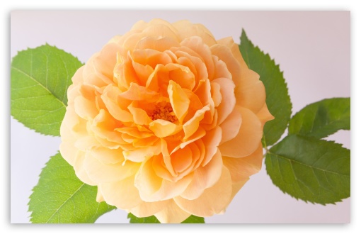 آموزش کار با توضیحات یا Comments در HTML